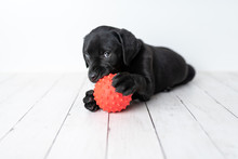 Black Labrador Retriever Puppy On A White Background With A Red Ball