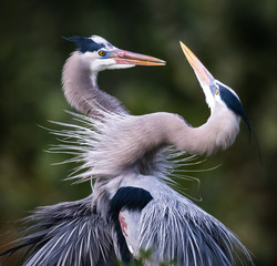 pair of great blue herons in mating behavior