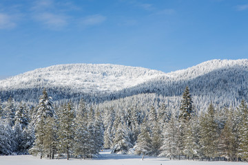 Snow covered mountain and trees.