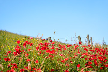 Field with red poppies (Papaver rhoeas) among green grass and fence a blue summer day.