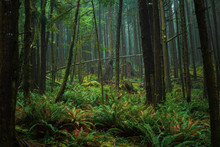 Mystical Fantasy Lush Green Coastal Rainforest