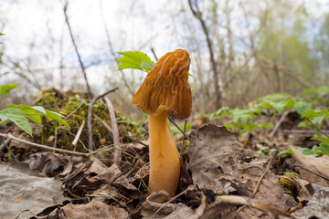 Wall Mural - Spring forest, landscape. The first spring morel mushrooms, close-up.