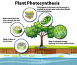 Diagram showing plant photosynthesis