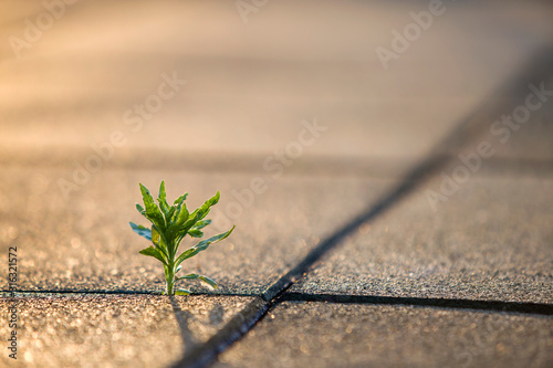 Fotomural Close up of young little green plant starting to grow between concrete tiles in spring