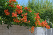 Bignonia Grandiflora (Campsis grandiflora, Chinese trumpet vine) on stone wall