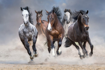 horse herd run free on desert dust against storm sky