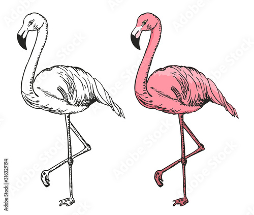 flamingo-szkic-ilustracji-wektorowych-czarno-bialy-i-kolorowy-szkic-flamingo-egzotyczny-ptak