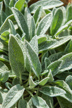 Stachys Woolly Or Stachys Leaves Plants That Create A Plant Background. Close Up