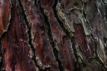 Texture Of Old Wrinkled Leathery Wood. The Bark Of The Tree Is Damaged. Selective Focus