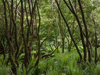 Sticker - bendy rhododendron trunks of massive bushes in garden