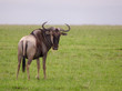 Gnu im Nationalpark Tsavo Ost, Tsavo West und Amboseli in Kenia