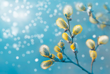 Beautiful Pussy Willow Flowers Branches. Easter Palm Sunday Holiday. Elegant Artistic Image Nature. Willow Flowers And Sunlight. Spring Pussy Willow Branches On Turquoise Background. Copy Space