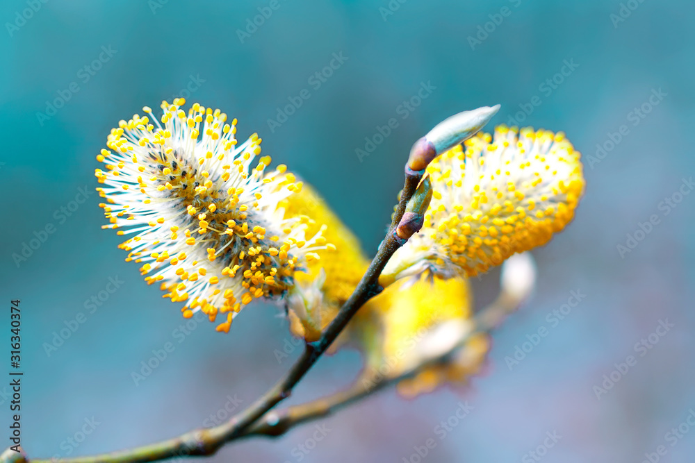 Pussy willow branches background, close-up. Willow twigs with catkins on blue. Spring easter pussy willow branches on blue background - obrazy, fototapety, plakaty 