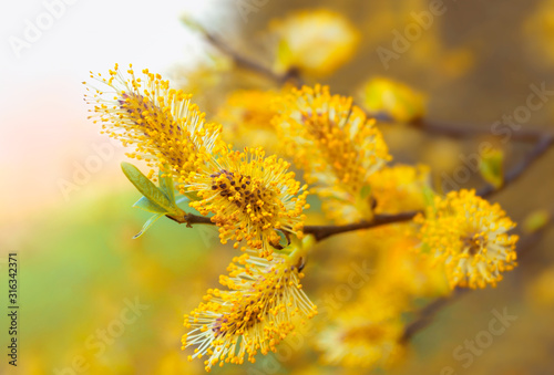 Fotografía Pussy willow branches background, close-up