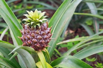 Wall Mural - Small pineapple ripen on the farm. Tropical fruit.