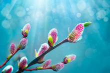 Spring Willow Pussy Flower On Turquoise Background. Spring Feeling Nature Background With Willow Branches. Early Spring Beautiful Flowers. Amazing Elegant Artistic Image Nature In Spring. Copy Space