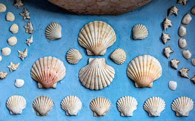 Set, composition of sea shells (scallops) on blue background