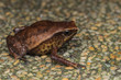 Macro image of Kinabalu Sticky Frog of Sabah, Borneo Island