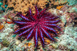 Crown of Thorns Starfish (Purple Variant)