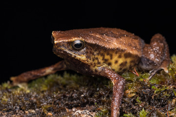 Wall Mural - Macro image of Kinabalu Sticky Frog of Sabah, Borneo Island