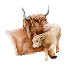 Highland Cattle Cow With A Baby Calf Watercolor Image. Hand Drawn Scottish Farm Breed Close Up Vintage Style Illustration. Scotland Mother Cow With A Baby Portrait Isolated On White Background.