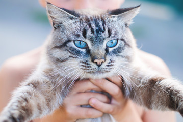 Wall Mural - Beautiful Cat with blue Eyes