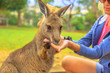 © bennymarty - Woman feeding kangaroo from hand outdoor. Encounter with Australian marsupial animal in Australia. Portrait of macropus rufus in green grass. Front view.