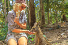 Tourism In Tasmania Forests. Smiling Caucasian Woman Feeding Kangaroo From Hand Outdoor. Encounter With Australian Marsupial Animal In Australia.