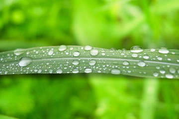 water drops on a beautiful green plant 