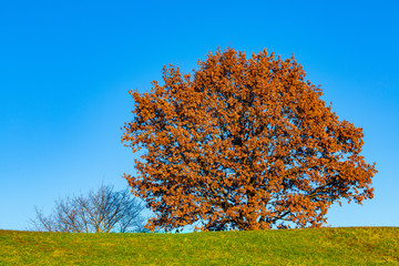 A tree with red dry leaves, the green grass and the blue sky make a beautiful color contrasting landscape.