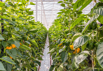 Wall Mural - Yellow peppers growing in a Dutch greenhouse