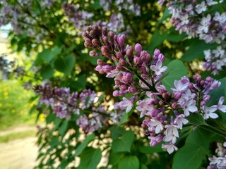 branch of lilac