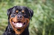 Beautiful rottweiler male posing outside in green nature.