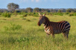 Zeba im Nationalpark Tsavo Ost, Tsavo West und Amboseli in Kenia