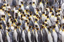 Group Of King Penguins, South Georgia 