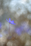 Fototapeta Kwiaty - Leberbluemchen Anemone hepatica