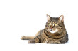 © elisartwork - Adult tabby cat lying isolated on white background