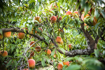 peach tree loaded with fresh organic fruit