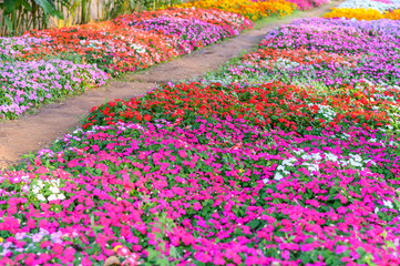 Wall Mural - Beautiful flowers blooming in garden