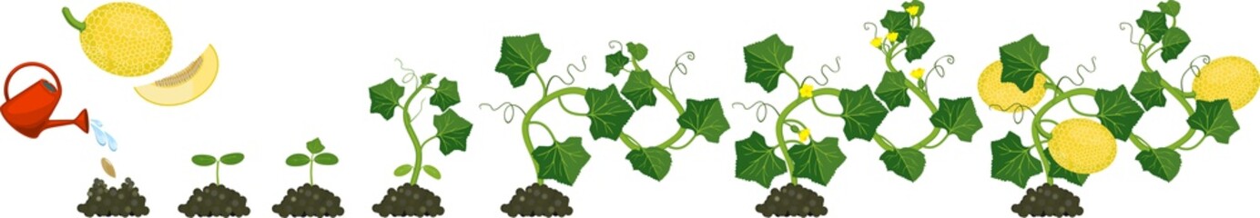Sticker - Life cycle of melon plant. Growth stages from seeding to flowering and fruit-bearing plant