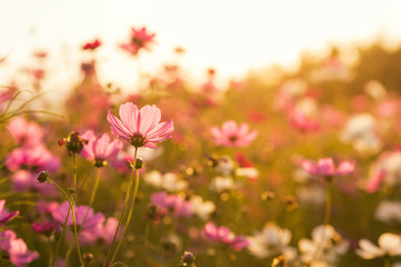 Wall Mural - Beautiful cosmos flowers blooming in garden with sunset light