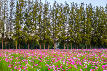 Wall Mural - Cosmos flower field with row pine tree background