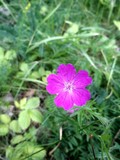 Fototapeta Dmuchawce - purple flower in the garden