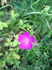 Wall Mural - purple flower in the garden