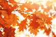 Tree orange leaves in autumn. Scenic nature.