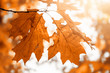Tree orange leaves in autumn. Scenic nature.