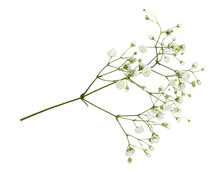 Closeup Of Small White Gypsophila Flowers