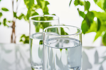 Two glasses of water on a green natural background