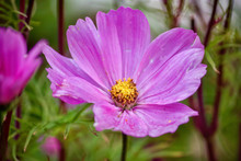 Purple Detailed Flower