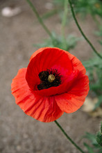 Papaver Rhoeas Common Names Include Corn Poppy, Corn Rose, Flanders Poppy, Red Poppy, Red Weed, Coquelicot .